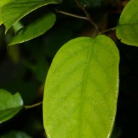 Shorea lissophylla Thwaites